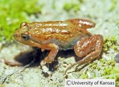 Endangered 'Cape Flats' micro frog finds a 'sign of healthy ecosystem' –  The Mail & Guardian