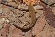 Pacific Giant Salamander Larva