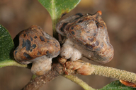 Mushroom Gall Wasp