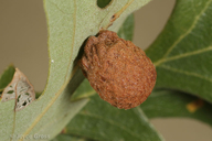 Fuzzy Gall Wasp