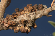 Twig Gall Wasp
