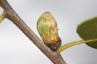 Mottled Acorn Gall Wasp
