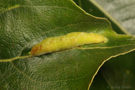 Cottonwood Leaf Gall Aphid