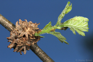 Thorn Gall Wasp