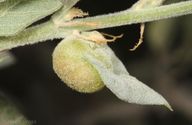 Succulent Gall Wasp