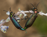 Nuttall's Blister Beetle