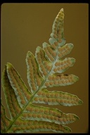 Polypodium californicum