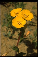Camissoniopsis bistorta