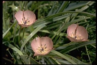Large-flowered Star Tulip
