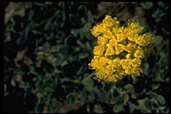 Many-Flowered Sulfur-Flower