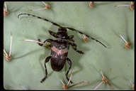 Cactus Long-horned Beetle