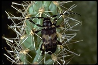 Cactus Long-horned Beetle