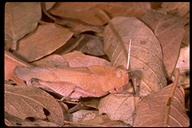 Oak Leaf Grasshopper