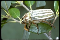Ten-lined Giant Chafer Beetle