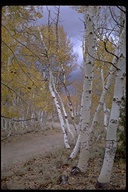 click for enlargement