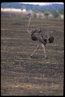 Struthio camelus massaicus