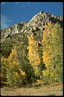 click for enlargement