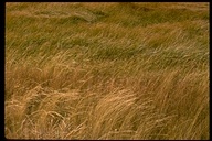 click for enlargement