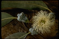 Eucalyptus sp.