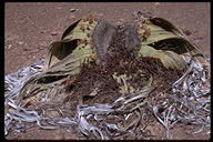 Welwitschia mirabilis