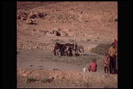 Threshing grain with donkeys in Morocco, 1983