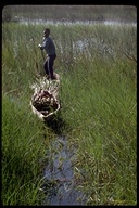 Boatsman with a load of reeds in Okavangmaun Swamp, Africa