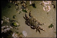 Green-lined Shore Crab