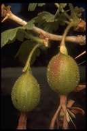 Ribes amarum