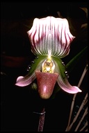 Paph Orchid