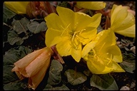 Oenothera xylocarpa