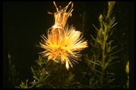Ericameria fasciculata
