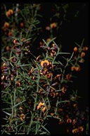 Daviesia genistifolia