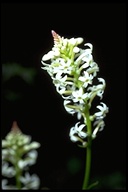 Stackhousia spathulata