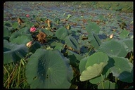 Lotus Lily