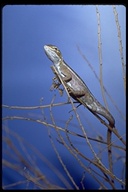 Cane Grass Dragon Lizard