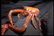 Deep Water Squat Lobster