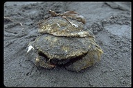 Shell Crab
