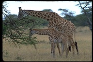 Giraffa tippelskirchi tippelskirchi