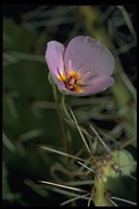 Bentstem Mariposa Lily