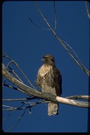 Buteo jamaicensis