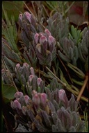 Chloropyron maritimum ssp. palustre