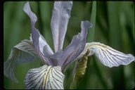 Long-tubed Iris