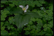 Trillium ovatum