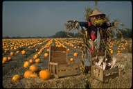 scarecrow in pumpkin field