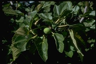 Ficus sp.