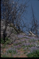 lupine bloom after forest fire