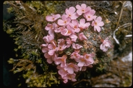 Alaska Dwarf-primrose