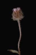 Oneflower Fleabane