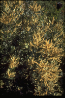 Lithocarpus densiflorus var. echinoides