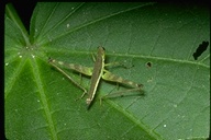 Grasshopper / Cricket / Katydid